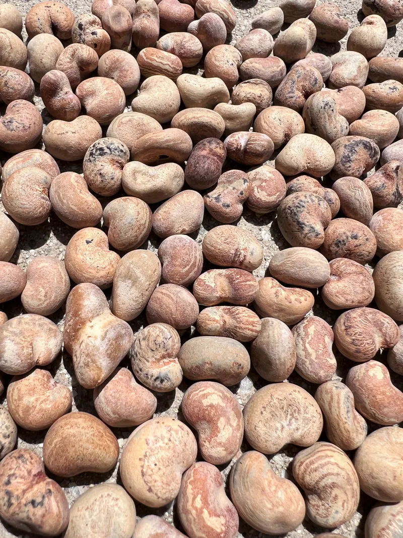 Kidney-shaped brown Australian baobab (Adansonia gregorii) seeds