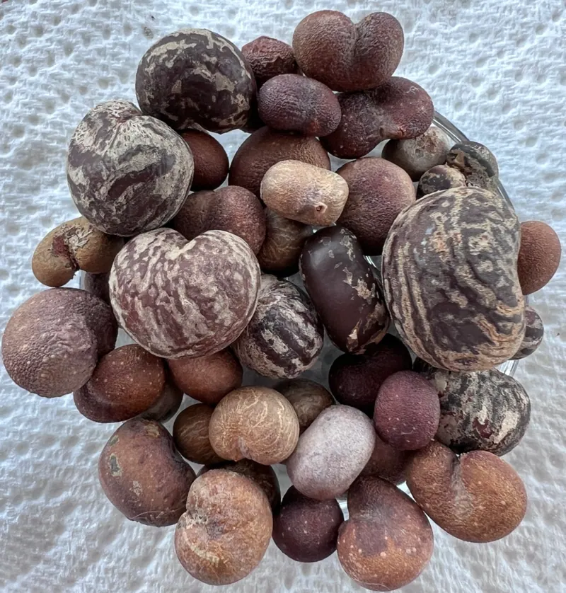 Mixed baobab seeds of different sizes and colors piled on a white cloth