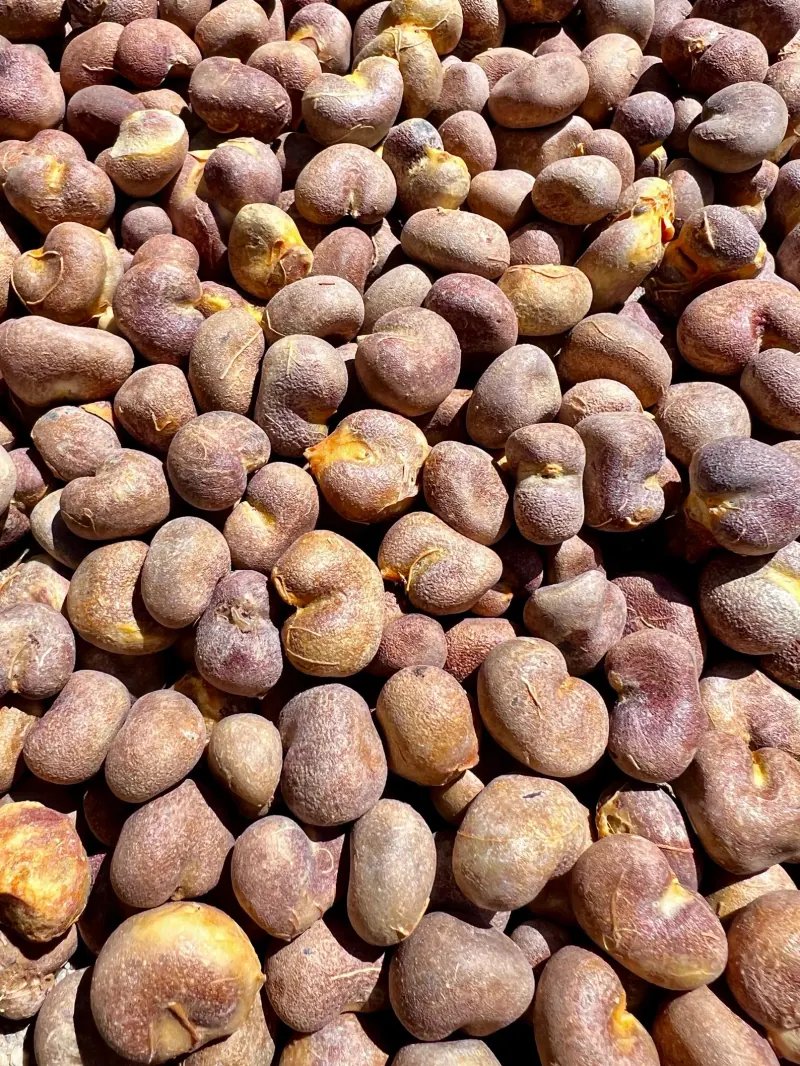 Small, round tan and brown Fony baobab (Adansonia rubrostipa) seeds