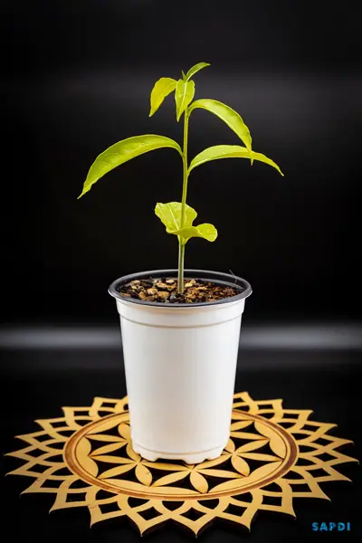 Malagasy baobab (Adansonia madagascariensis) seedling in a white pot on a carved wooden stand