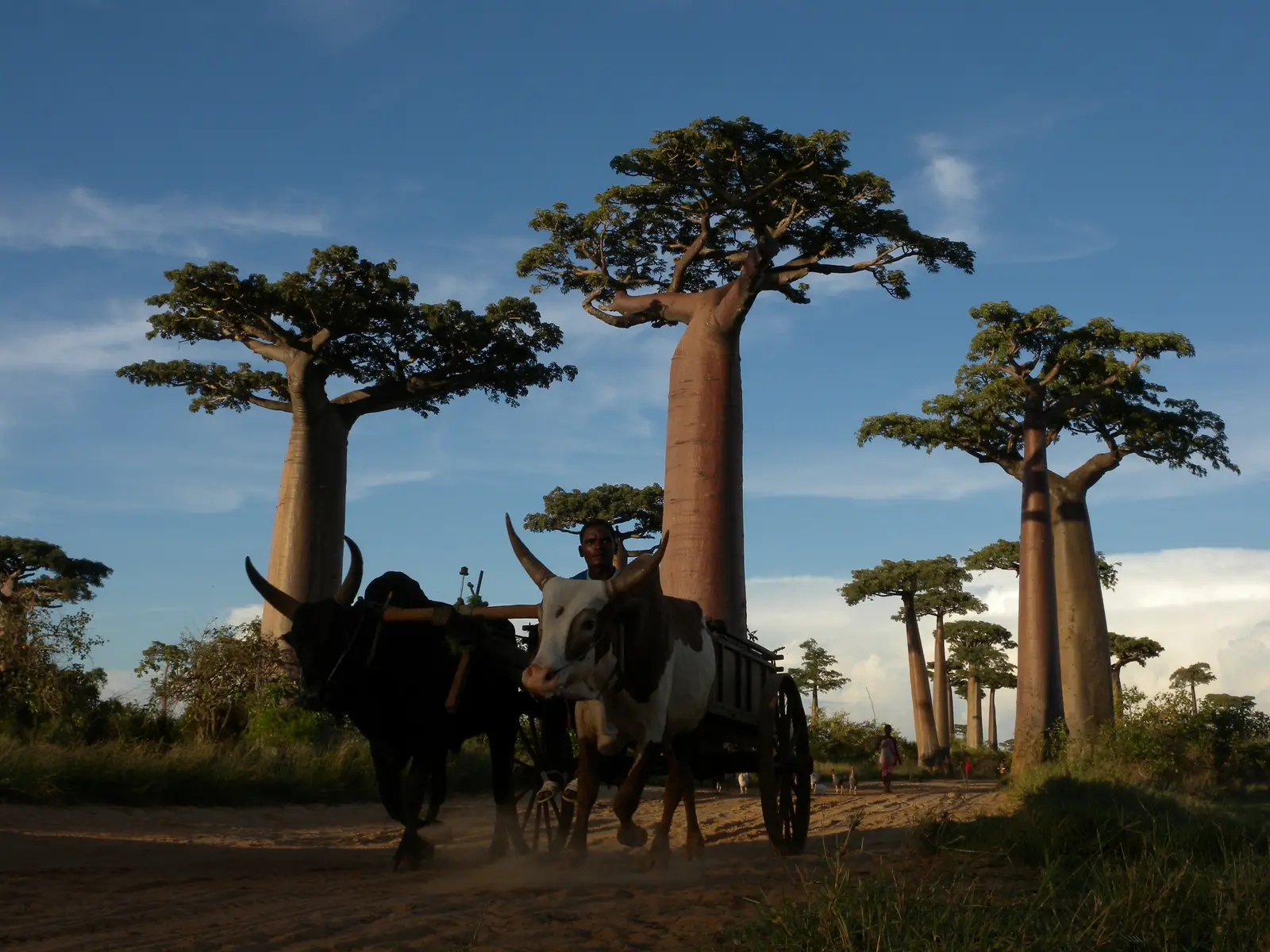 Grandidier's baobabs lining the Avenue of the Baobabs in Madagascar, with a zebu cart on the road