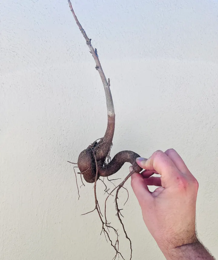 Hand holding a bare-root baobab seedling with its swollen root and first leaves