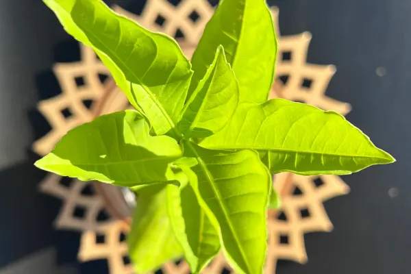 Young baobab seedling with bright green leaves on a carved wooden stand